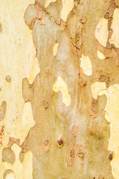 Närbild av stora Platan träd bark — Stockfoto