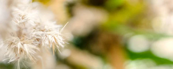 Pasto de prado seco, flores y pétalos en un ramo multicolor — Foto de Stock