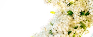 kiraz ağacı çiçekleri ağır aydınlık güneşli gökyüzü arka planında çiçek açıyor