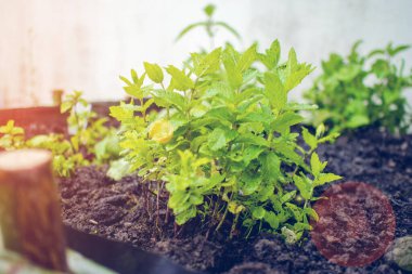 Yeşil nane yaprağı eken bir adam. Fas tipi. Yakın plan. Erkek eli önde, kahverengi toprak ise bitki bahçesinde çalışıyor.