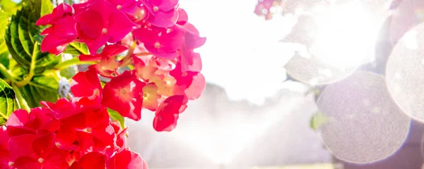 Hydrangea Hortensia Blossoming Sommer Time Garden Strong Sunset Light Light — Stock Photo, Image