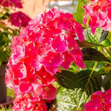 Ortanca horozu çiçek açıyor, yaz mevsimi bahçede gün batımının güçlü ışığıyla.