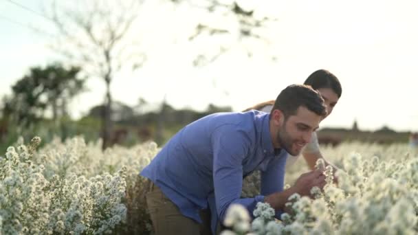 浪漫情侣在一个爱的时刻在花的领域 Holambra 圣保罗 — 图库视频影像