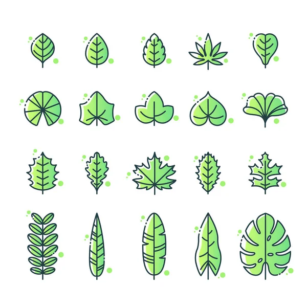 Vektorillustration Verschiedener Arten Von Blattsymbolen Sammlung Floraler Elemente — Stockvektor