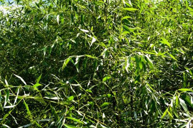 yeşil söğüt yaprakları arka plan, park