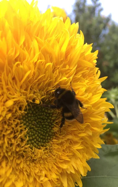 Hummel Auf Einer Sonnenblume Sonniger Sommertag — Stockfoto