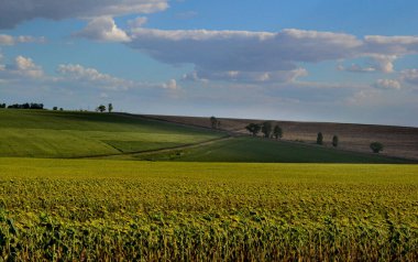 Buğday tarlası olan kırsal alan