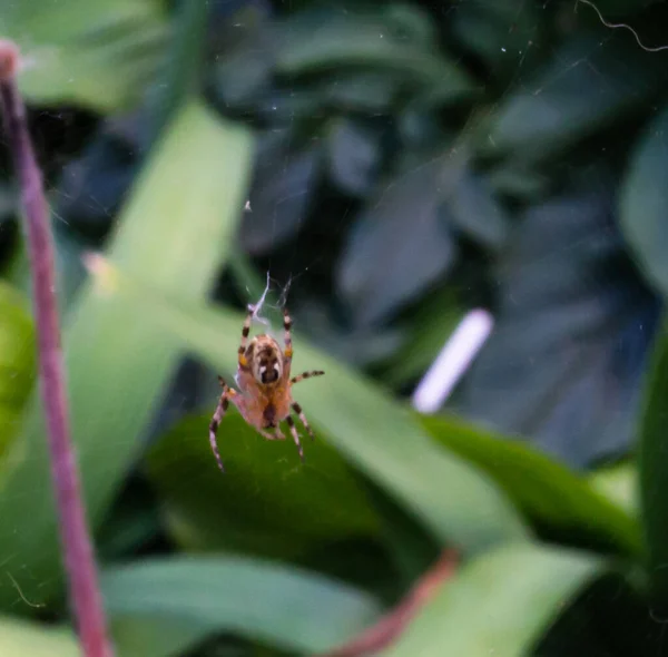 Telaraña Libera Telarañas Fondo Verde Oscuro — Foto de Stock