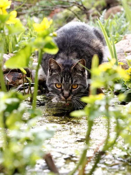 暗い背景の猫の肖像画 — ストック写真