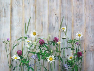 Açık arka planda yaz çiçekleri