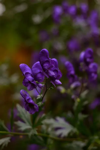 Branch Flowers Background Purple Flowers Background Grass Nature — Stock Photo, Image