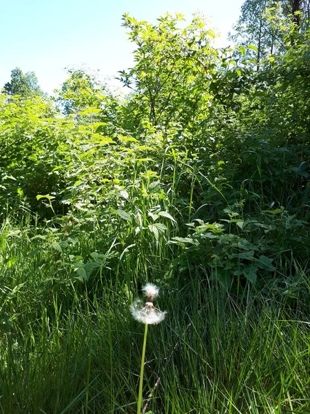 Yeşil bir çayırda çiçek açan karahindiba