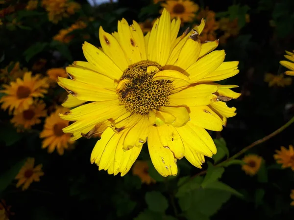 Pétalas Amarelas Uma Flor Florescente — Fotografia de Stock