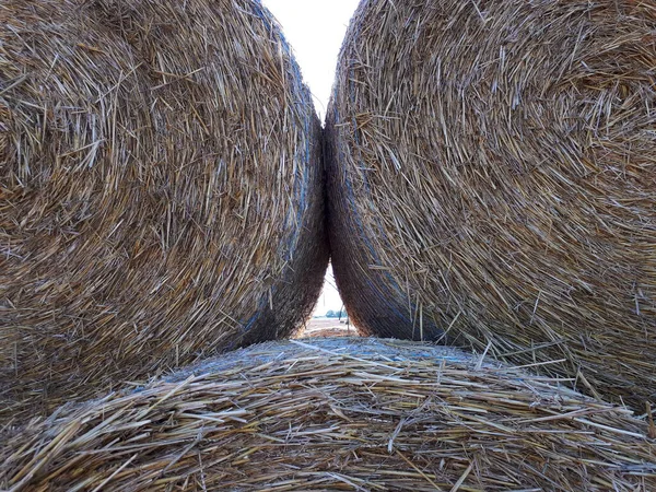 Paille Sèche Dans Une Terre Agricole — Photo