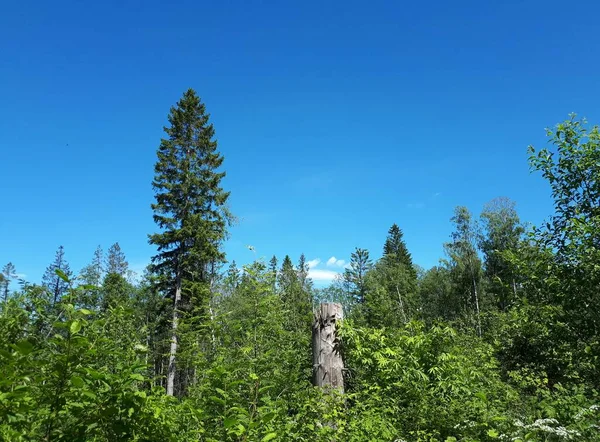 Old Tree Trunk Background Blue Sky — Stock Photo, Image