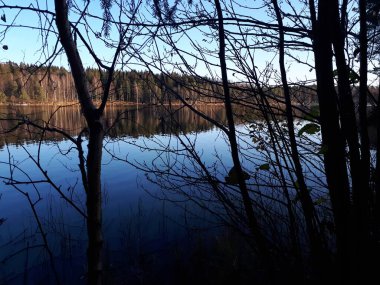 Mavi sudaki ağaçların yansıması