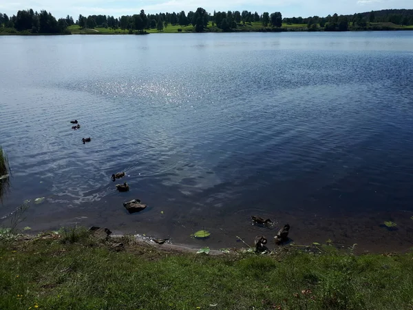 Watervogels Drijvend Het Water — Stockfoto