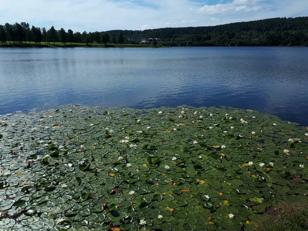 Landschap Met Bloeiende Waterlelies — Stockfoto