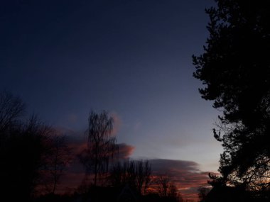 Gün batımının arka planında ağaçların silueti