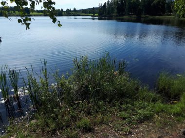 Mavi bir gölün kıyısında bitkiler