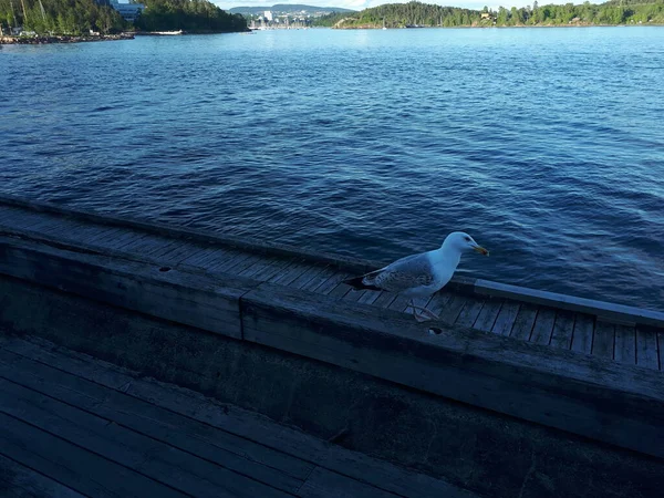 Burung Camar Putih Pantai — Stok Foto