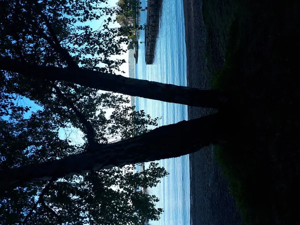 Μια Σιλουέτα Ενός Δέντρου Φόντο Γαλάζιου Ουρανού Και Θάλασσας — Φωτογραφία Αρχείου