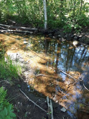 Mavi sularda ağaçların ve gökyüzünün yansıması