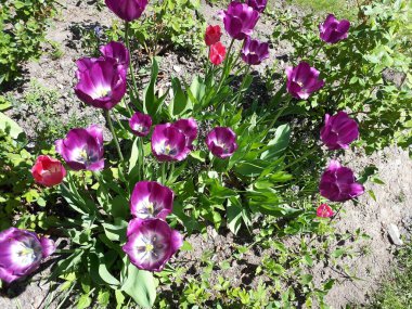 Çayırda güzel çiçekler açıyor.