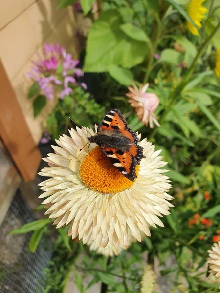 Yaz çiçeğinin üzerindeki renkli bir kelebek - Bogstad Grd