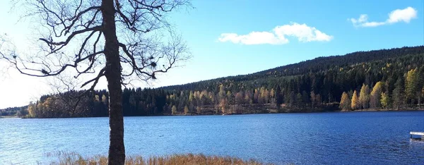 Träd Mot Bakgrund Blå Himmel Och Vatten Oslo Sjön Sognsvann — Stockfoto