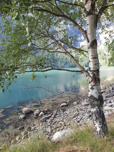 Bílá Bříza Březích Modrého Fjordu Eidfjord — Stock fotografie