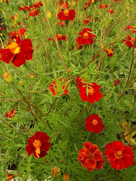 Yeşil bir çayırda açan kırmızı çiçekler - Bogstad Grd