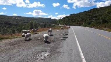 Yol kenarında duran yabani koyunlar - Hardangervidda