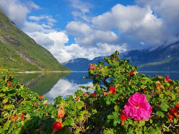 Red Flower Sky Mountains Water Eidfjord — Stock Photo, Image