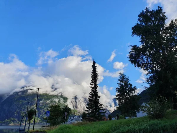 Silhuett Ett Träd Mot Den Blå Himlen Eidfjord — Stockfoto