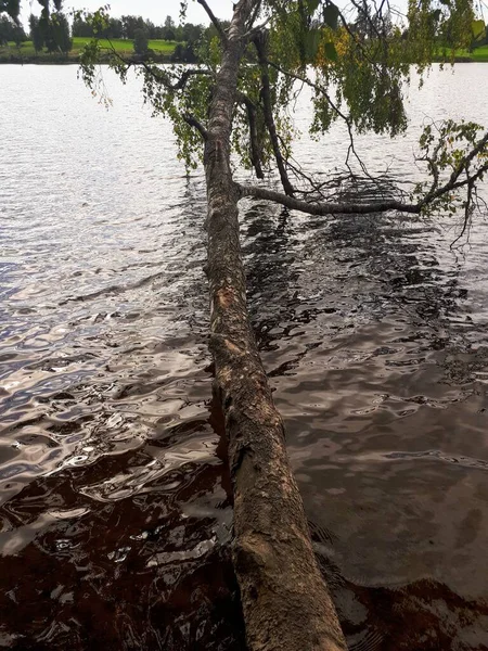 Дерево Растет Горизонтально Над Водой Bogstad Grd — стоковое фото