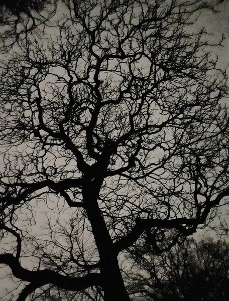 Sylwetka Starego Dużego Drzewa Lilleaker — Zdjęcie stockowe
