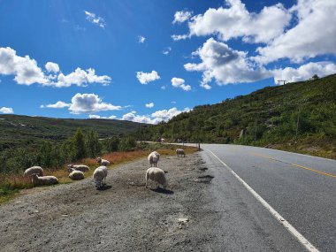 Asfalt yolda koyun sürüsü - Hardangervidda