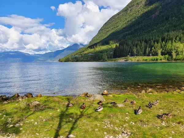 Bebek Terhadap Langit Pegunungan Dan Air Kinsarvik — Stok Foto