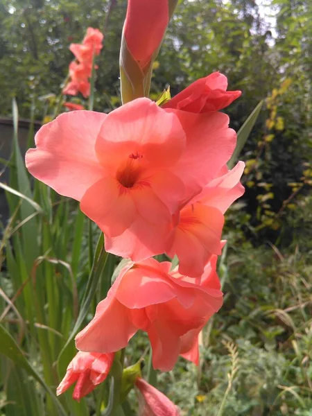 Ljust Orange Gladiolus Blomma Trädgården — Stockfoto