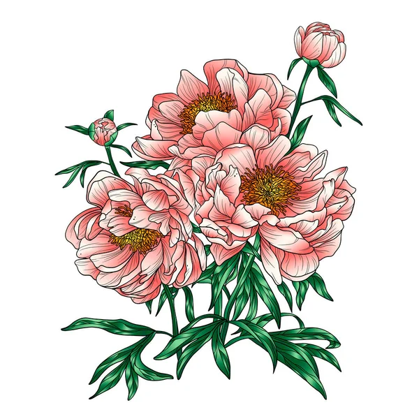 Bouquet of peonies. Peonies details on a white background. Drawing peonies.