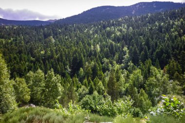 Yüksek dağ ormanı. Ağaçların yakınına ve dağın arkasına..