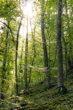 Yaprakların arasından geçen güneş ışığıyla yemyeşil bir orman. dikey resim