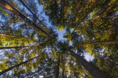 Yeşil ağaçların tepeleri, arka planda mavi gökyüzü ile bir sabah boyunca aşağıdan görülen güneş ışığıyla yıkandı. Yatay resim.