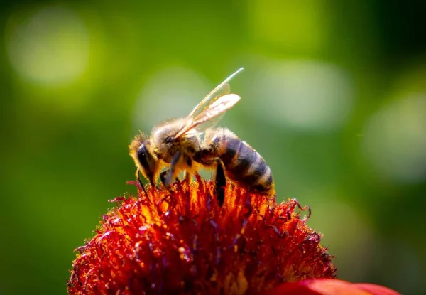 Bir arı çiçekten polen toplar.