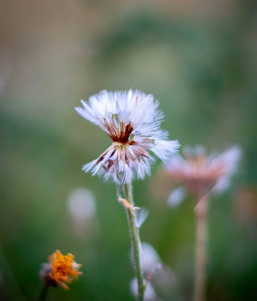 Bozkırda karahindiba. Yaklaş.