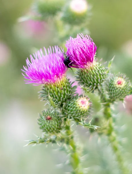 Bir böcek bir dulavrat çiçeğine tırmandı.