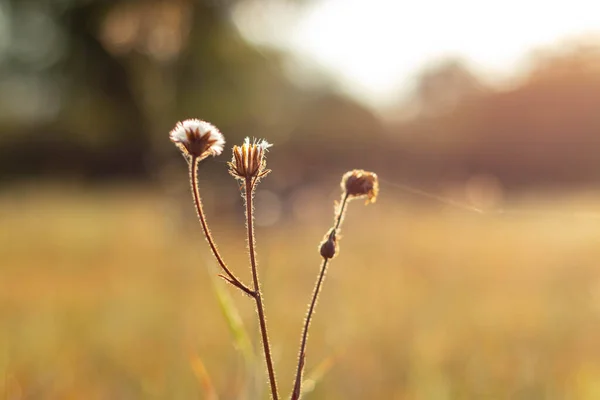 Batan güneşin ışınlarında karahindiba