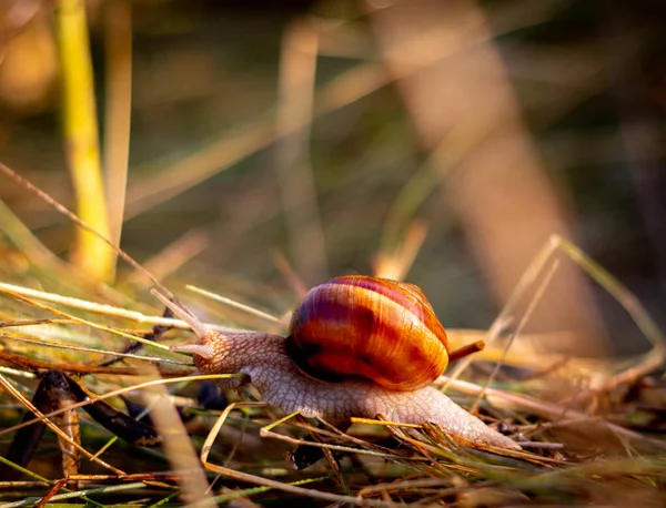 Snail Crawling Grass — Stock Photo, Image