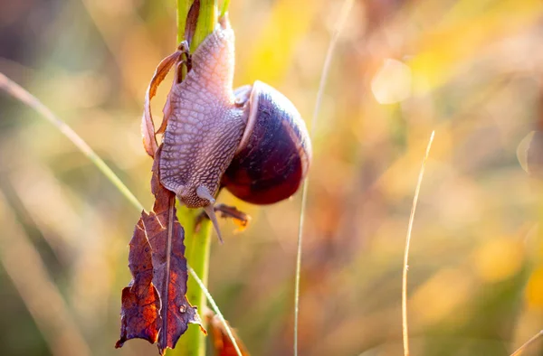 Yaprak yiyen bir salyangozun yakın çekimi.